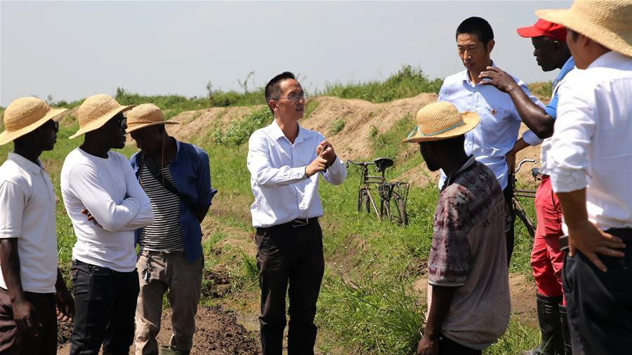種植中國雜交水稻改變布隆迪農民生活