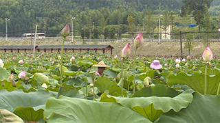 萬(wàn)畝梯田蓮海綻放 福建建寧迎最美賞荷季