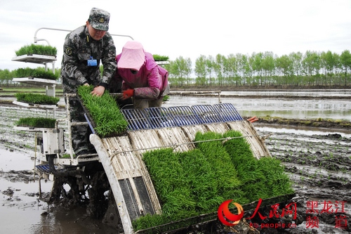 鴨綠河農場武裝部成立了由30名骨干民兵組成的民兵助農備耕突擊隊，助力春耕生產。